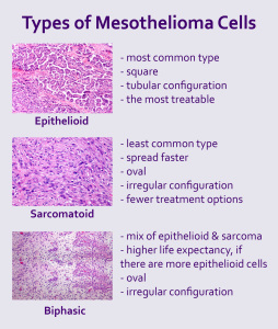 Mesothelioma cells infographic copy